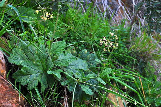 Pelargonium lobatum (Burm. fil.) L'Her. resmi