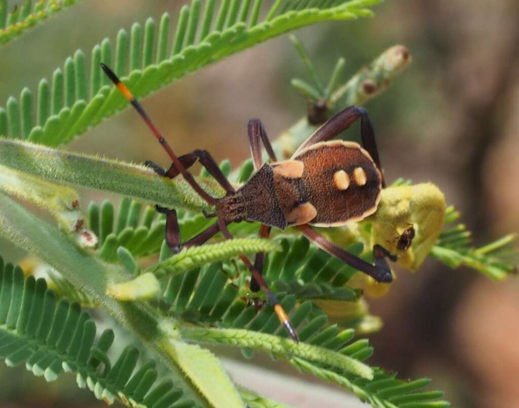 Image of Crusader bug