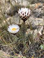 Plancia ëd Syncarpha variegata (Berg.) B. Nord.