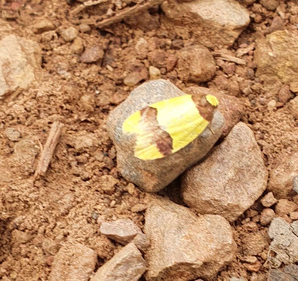 Heterallactis euchrysa Meyrick 1886 resmi