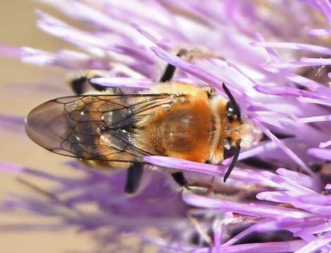 Слика од Anthophora occidentalis Cresson 1869