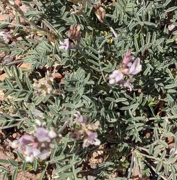 Image of painted desert milkvetch