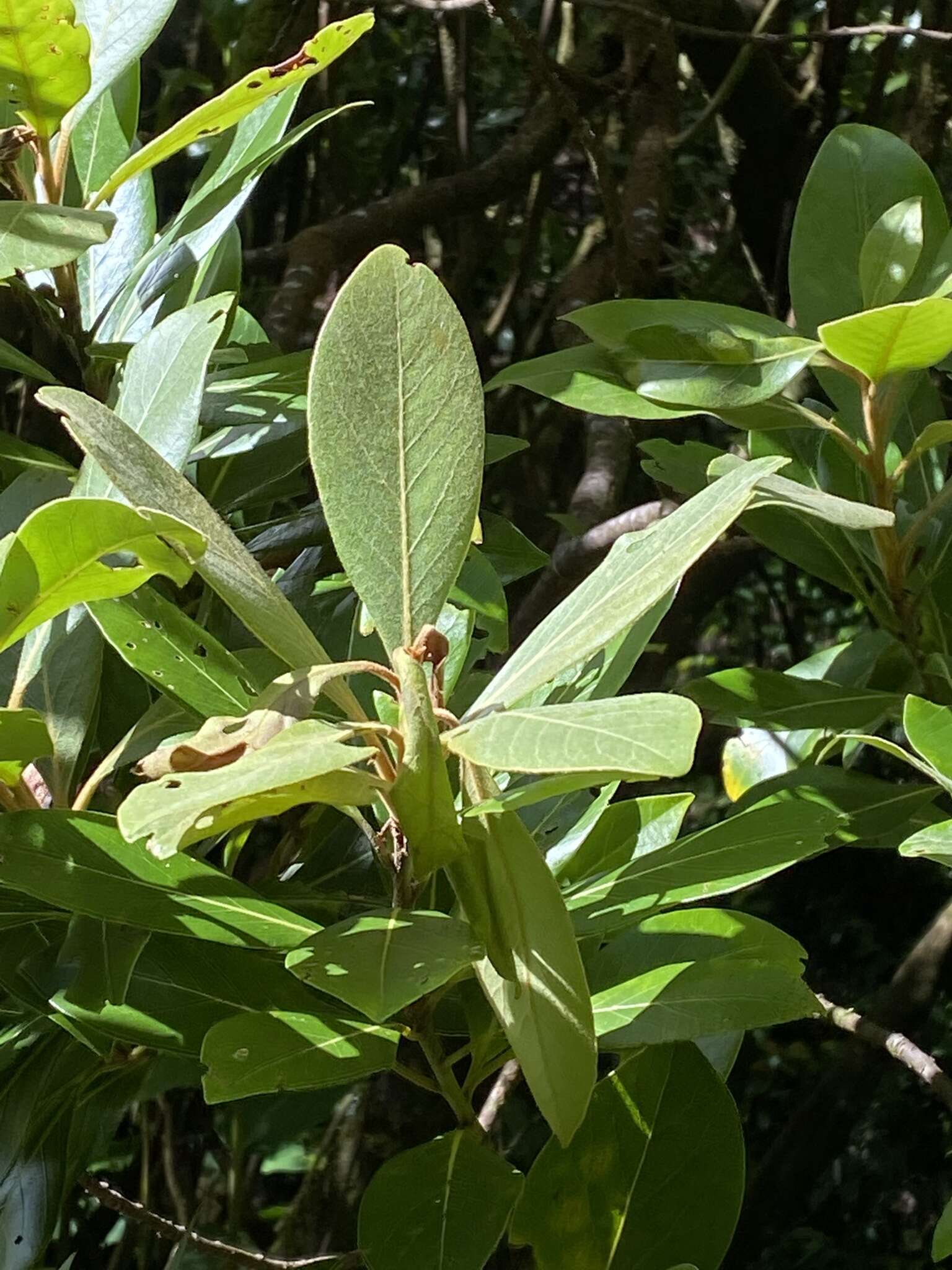 Image of Azores laurel