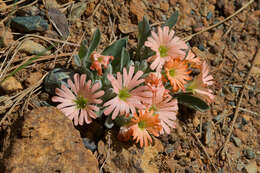 Image of Klamath Mountain catchfly