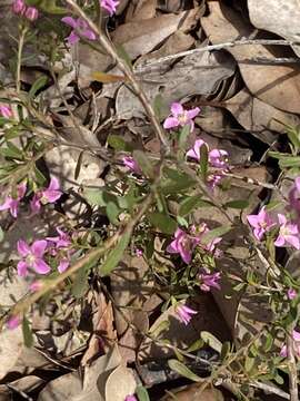 Image of Boronia crenulata Sm.