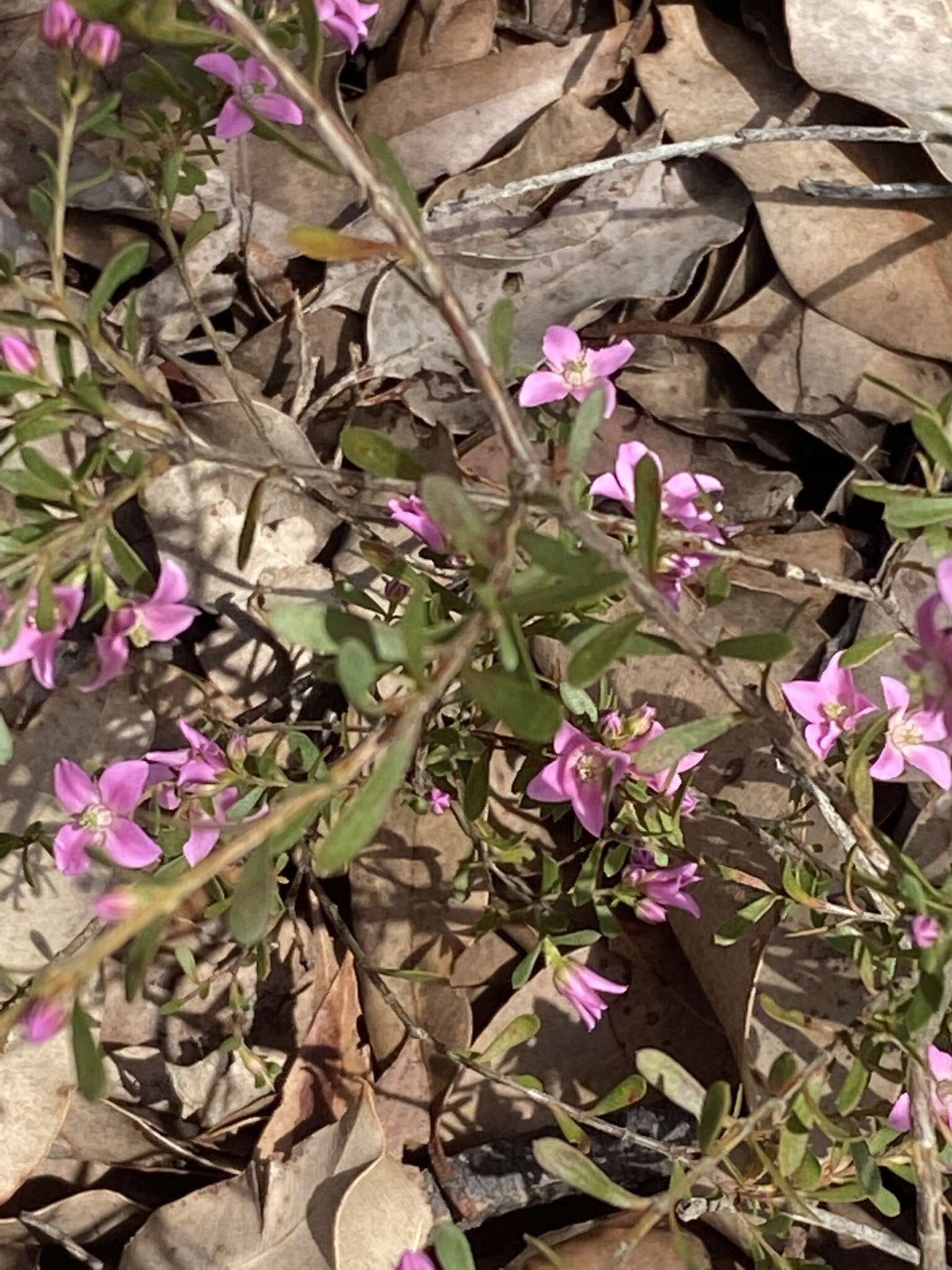 Image of Boronia crenulata Sm.