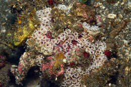 Image of Flower urchin