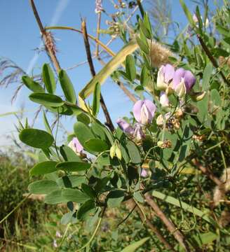 Lathyrus incurvus (Roth) Willd. resmi