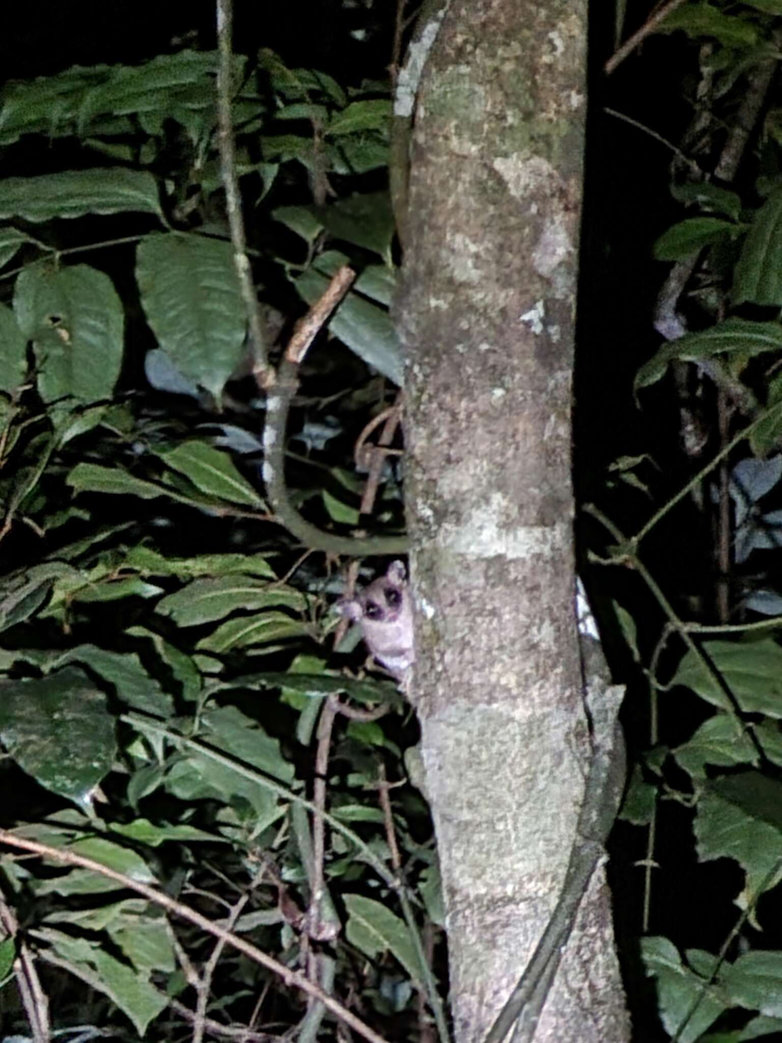 Image of Long-tailed Dormouse-phalanger