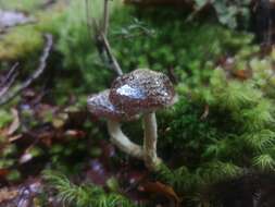 Image of Cortinarius phaeomyxa (E. Horak) Peintner, E. Horak, M. M. Moser & Vilgalys 2002