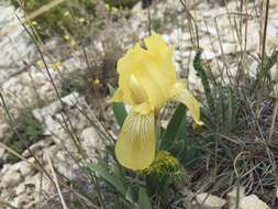 Image of Iris schachtii Markgr.