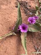 Image of Ipomoea ommanneyi Rendle