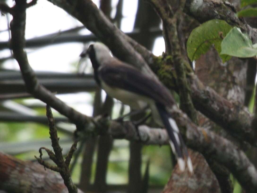 Imagem de Cyanocorax cayanus (Linnaeus 1766)