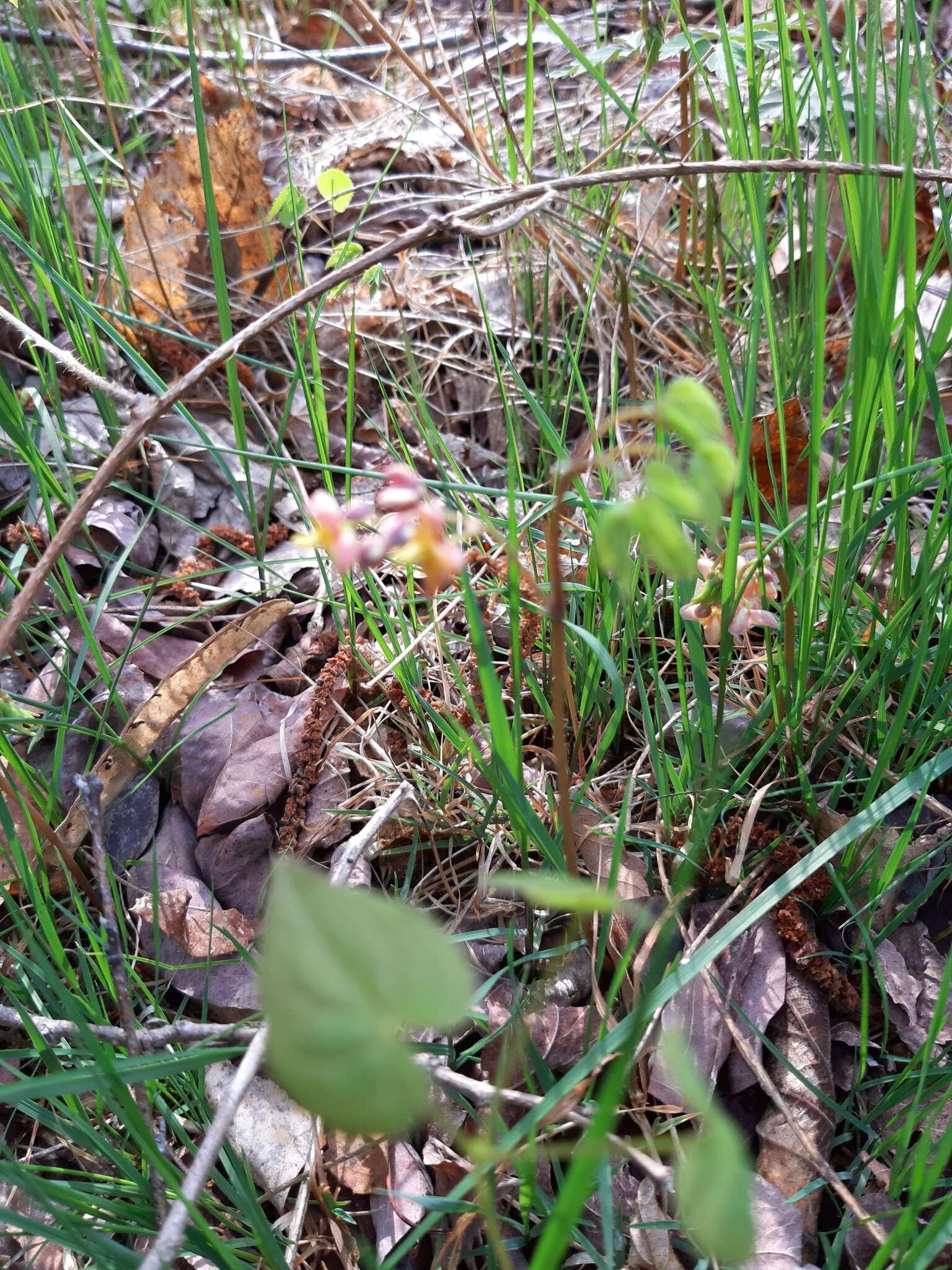 Image of Epimedium alpinum L.