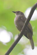 Image of Olive-winged Bulbul