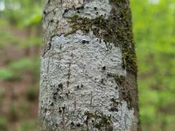 Image of barnacle lichen