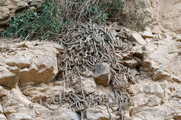 Image de Echinopsis vasquezii (Rausch) G. D. Rowley