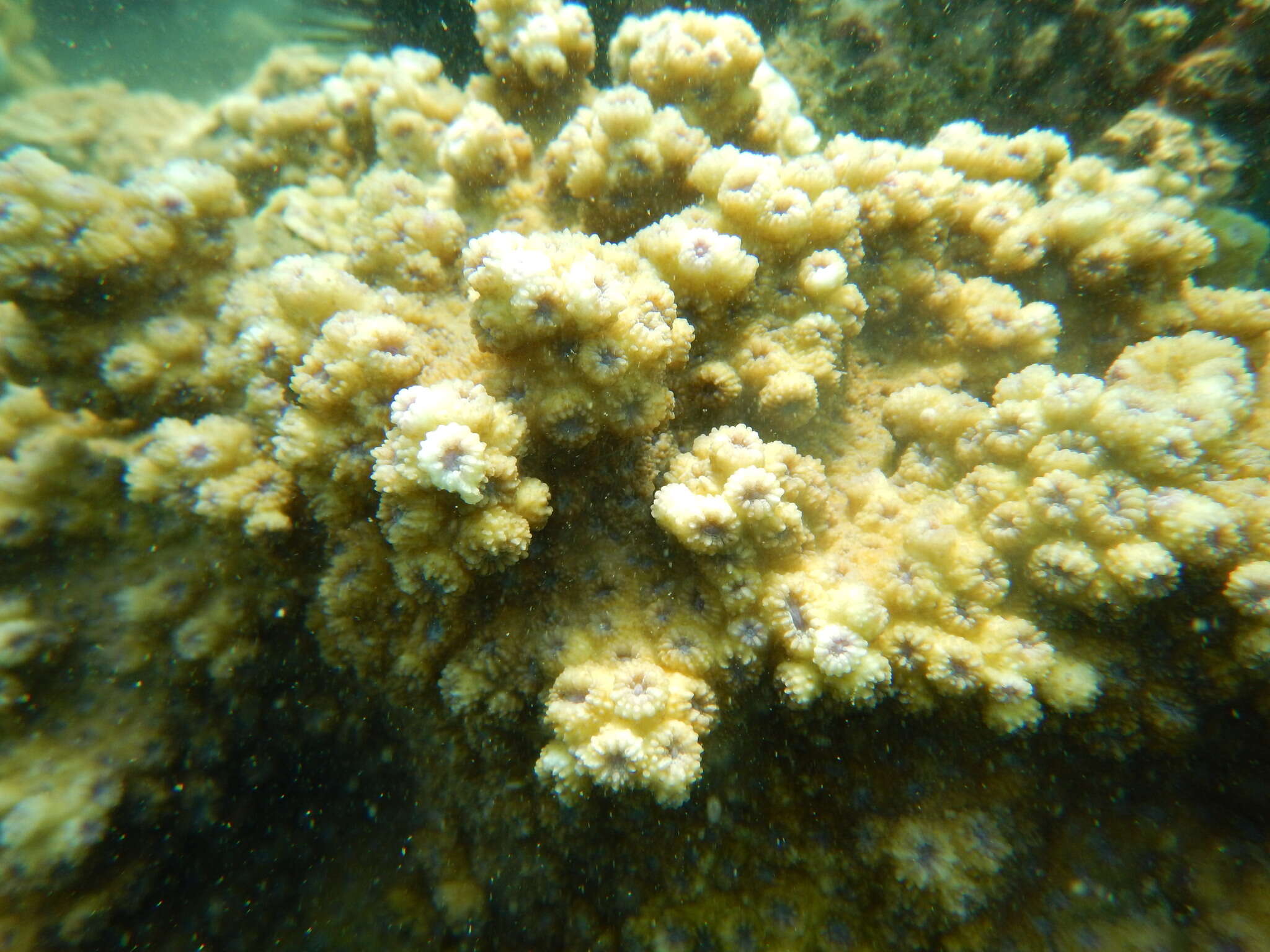 Image of hedgehog coral