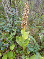 Image of Lagotis uralensis Schischk.