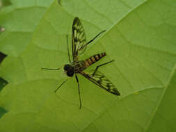 Image of Common Snipe Fly