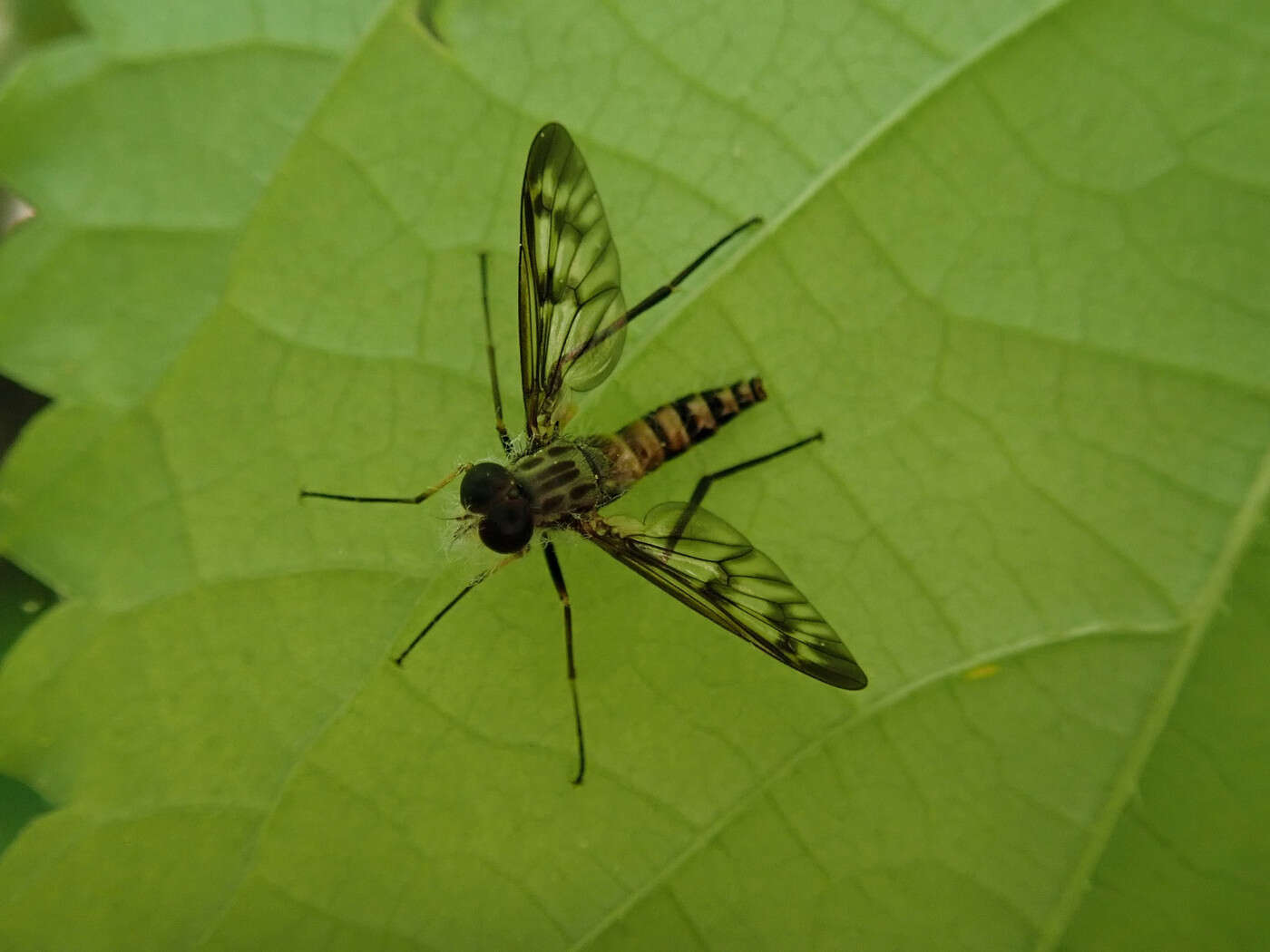 Image of Common Snipe Fly