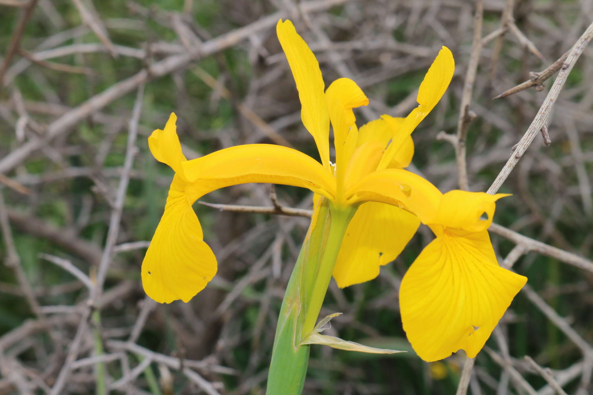 Image of Iris juncea Poir.