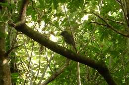 Image of North Island Robin