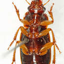 صورة Harpalus (Harpalus) rufomarginatus (Boheman 1848)