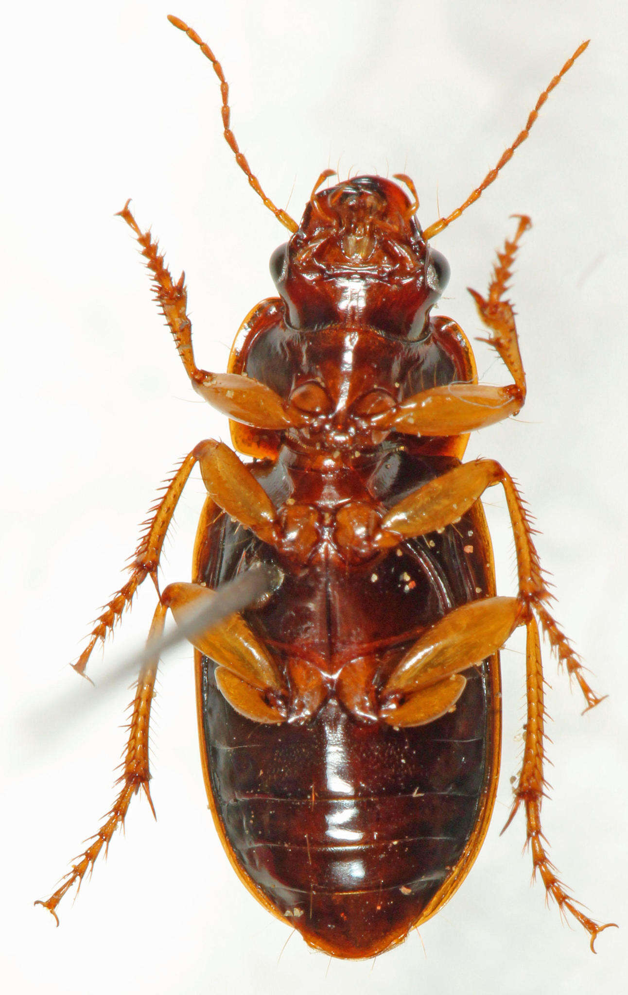 صورة Harpalus (Harpalus) rufomarginatus (Boheman 1848)