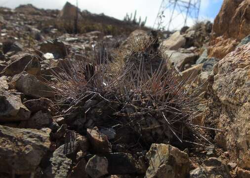 Image of Copiapoa humilis subsp. humilis