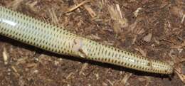 Image of Short-headed Legless Skink