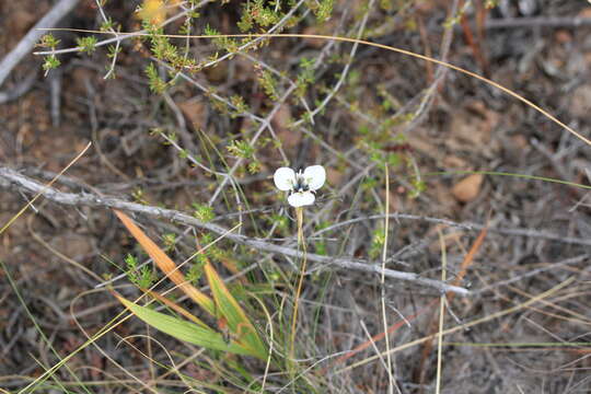 Image of Moraea caeca Barnard ex Goldblatt