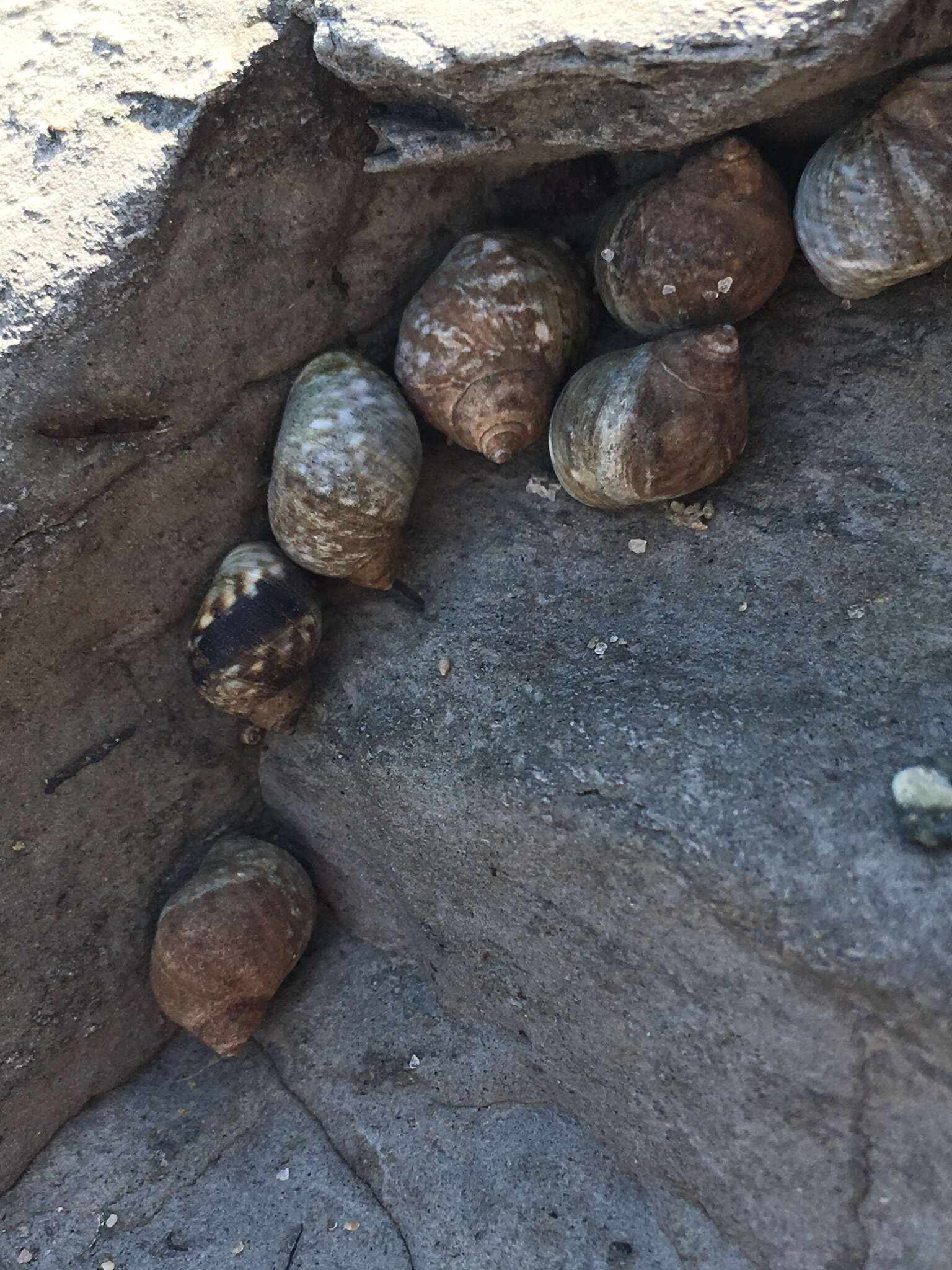 Image of eroded periwinkle