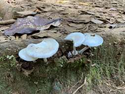 Image of Amanita marmorata Cleland & E.-J. Gilbert 1941