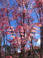 Image of Toona sinensis var. sinensis