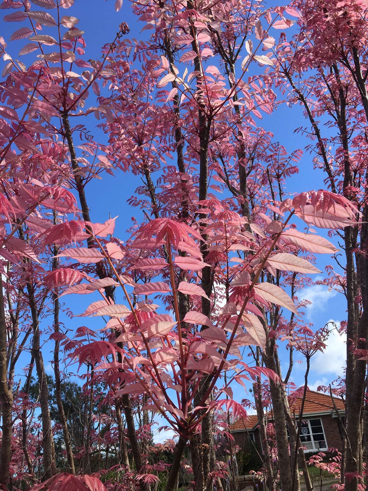 Image of Toona sinensis var. sinensis