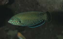 Image of Blue Spotted Wrasse