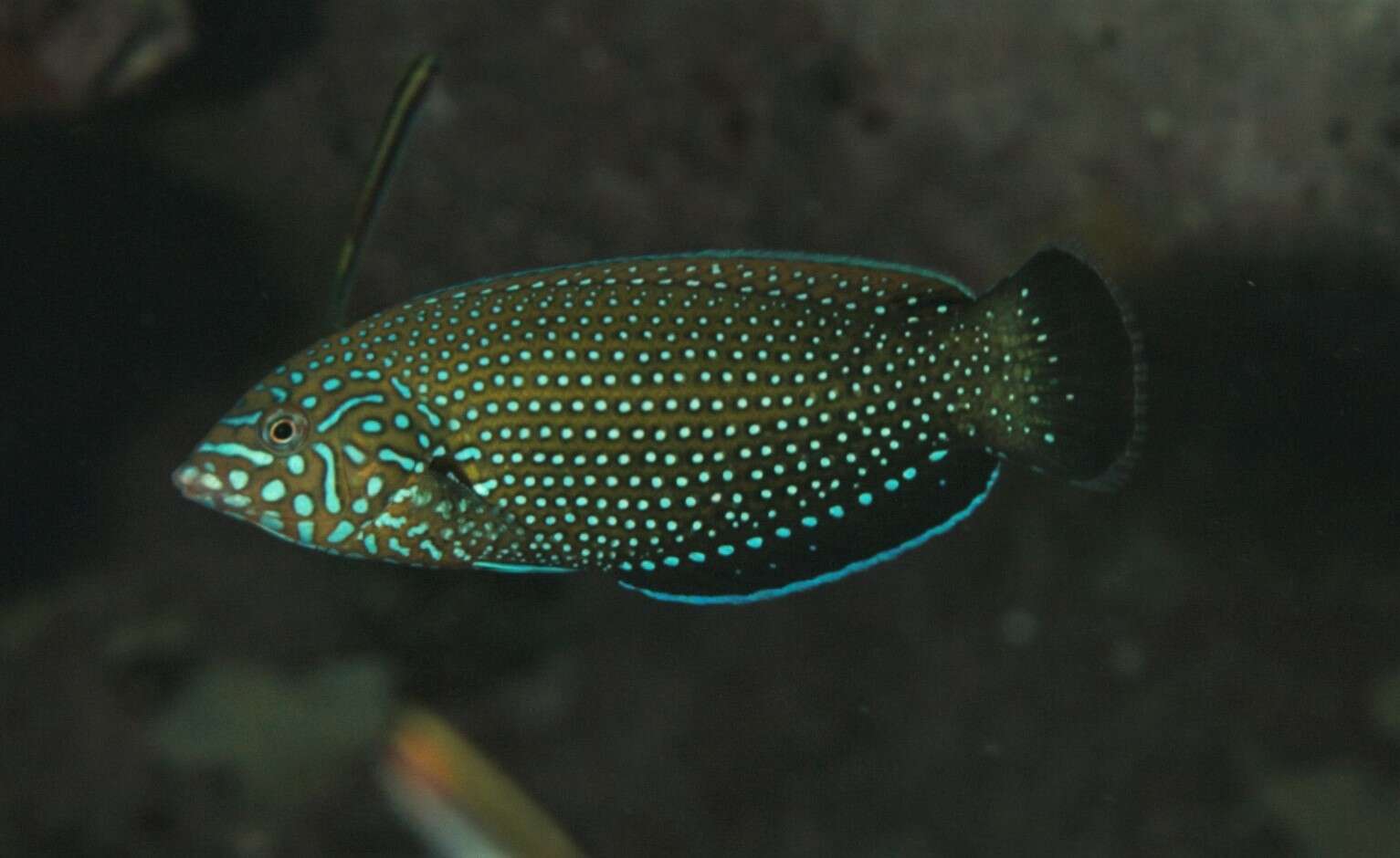 Image of Blue Spotted Wrasse