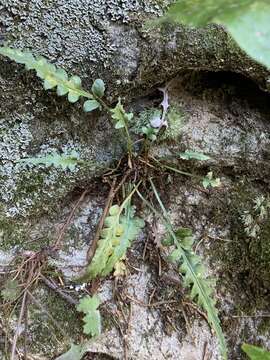 Image de Asplenium pinnatifidum Nutt.