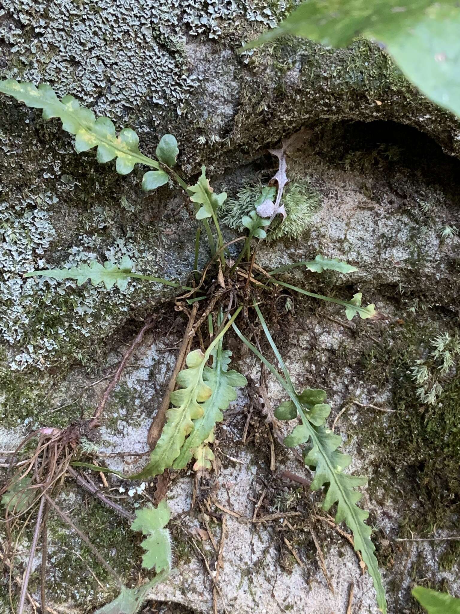 Asplenium pinnatifidum Nutt. resmi