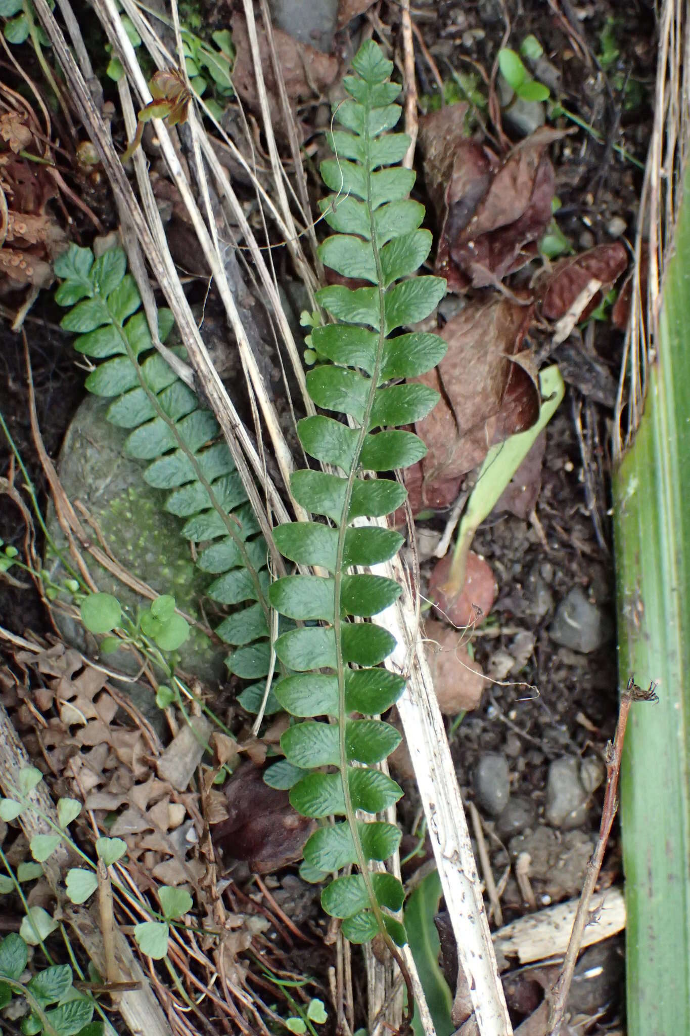 Image de Austroblechnum penna-marina subsp. penna-marina