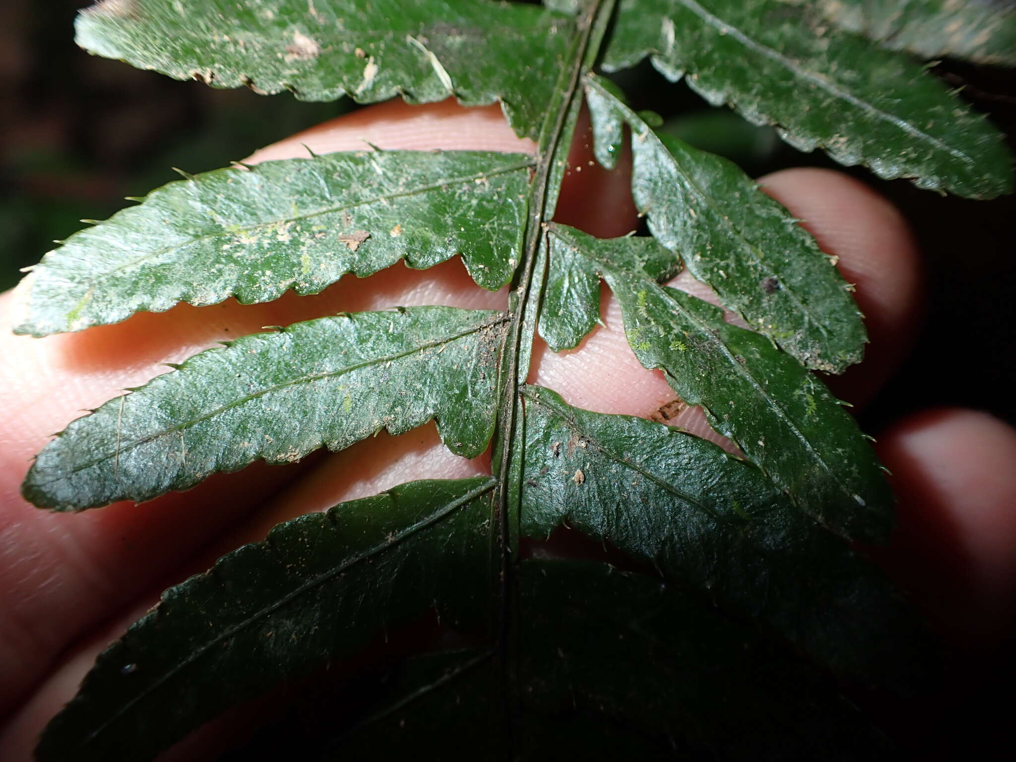 Image of Bolbitis appendiculata (Willd.) Iwatsuki