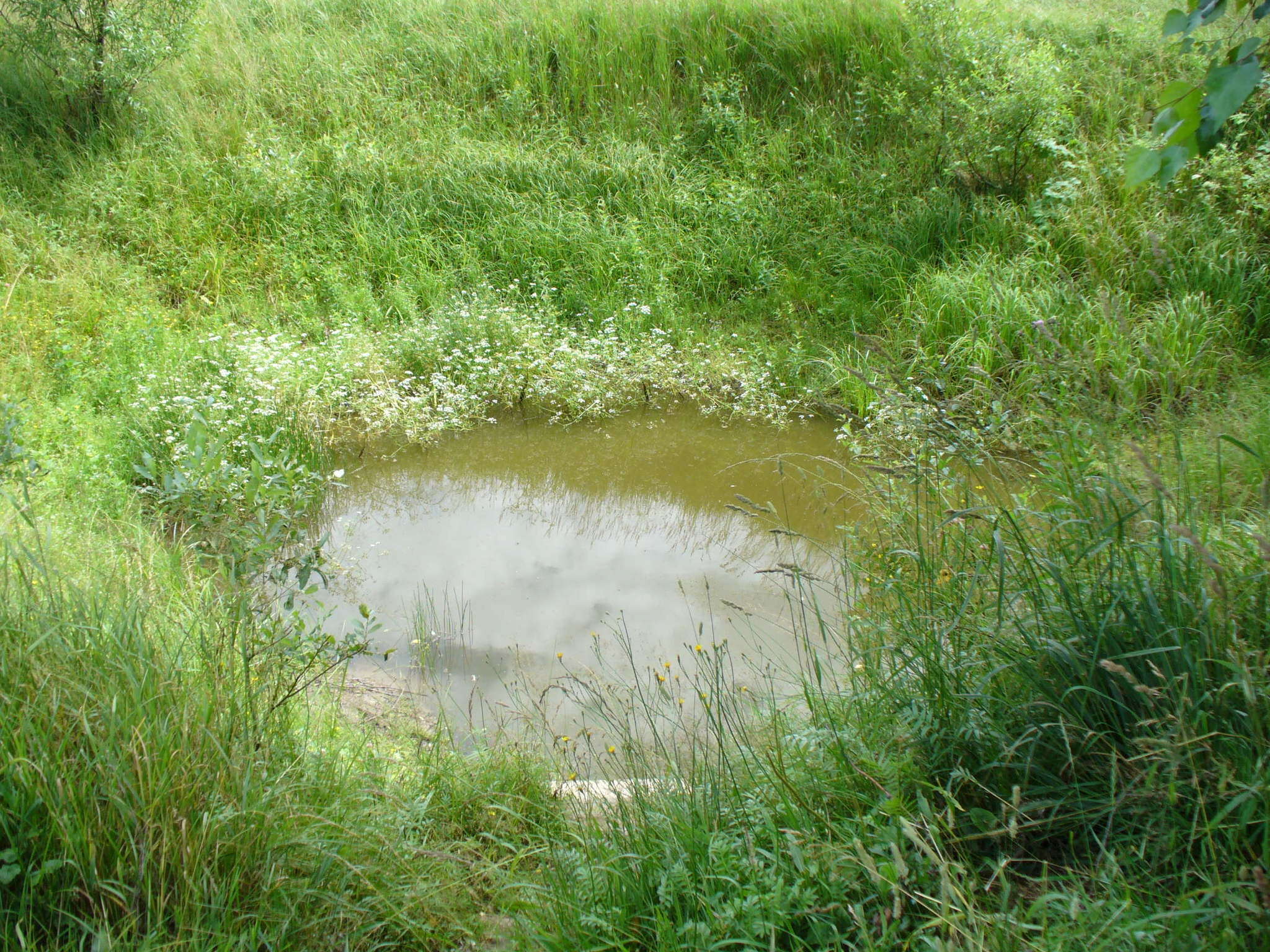Image of Fine-leaved Water-dropwort