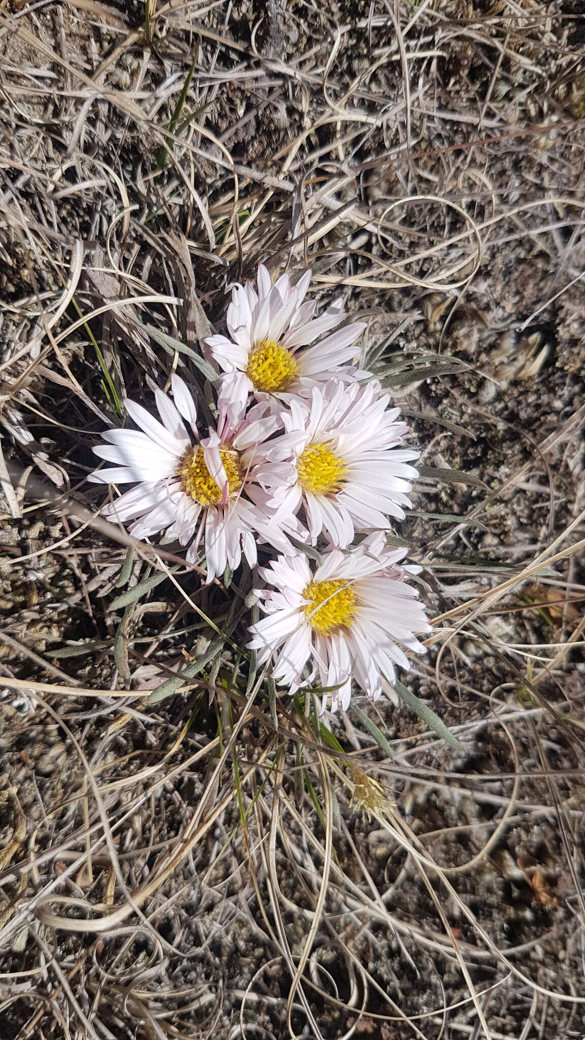 Image of Easter Daisy