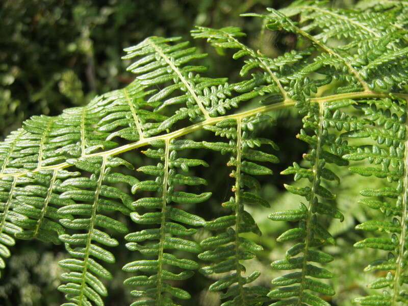 Image of Bracken