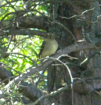 Image of Yellow-bellied Flycatcher