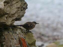 Image of Peruvian Seaside Cinclodes