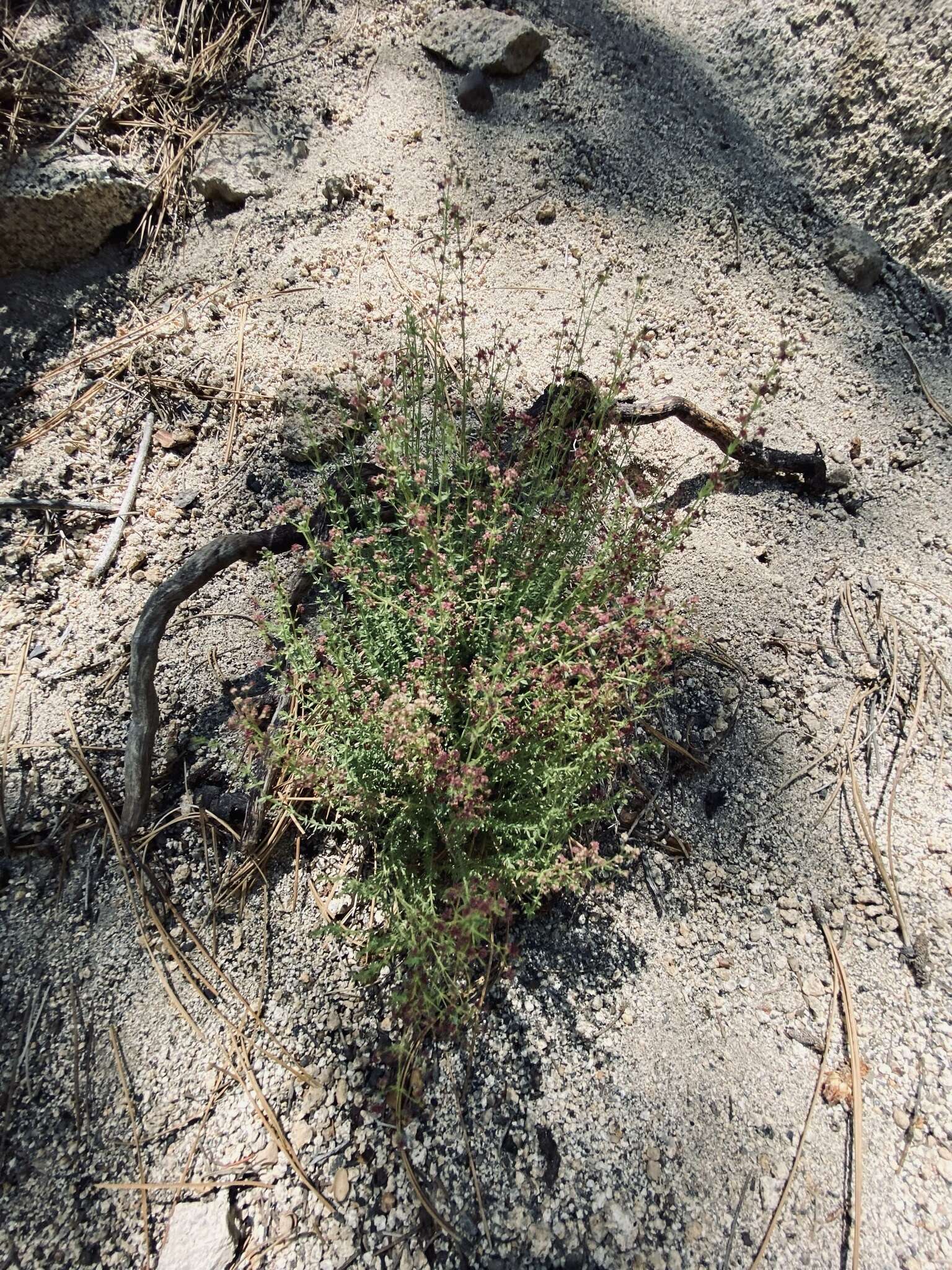 Plancia ëd Galium wigginsii Dempster