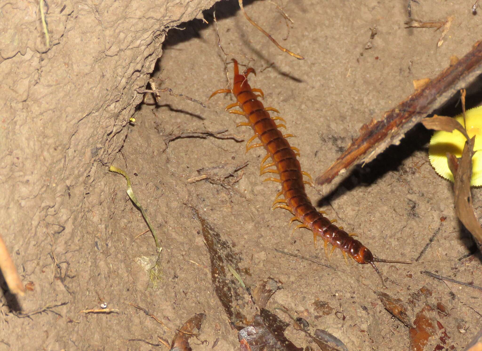 Image of Scolopendra hermosa Chamberlin 1941