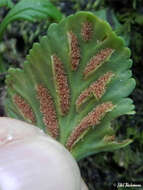 Image of Asplenium trilobum Cav.